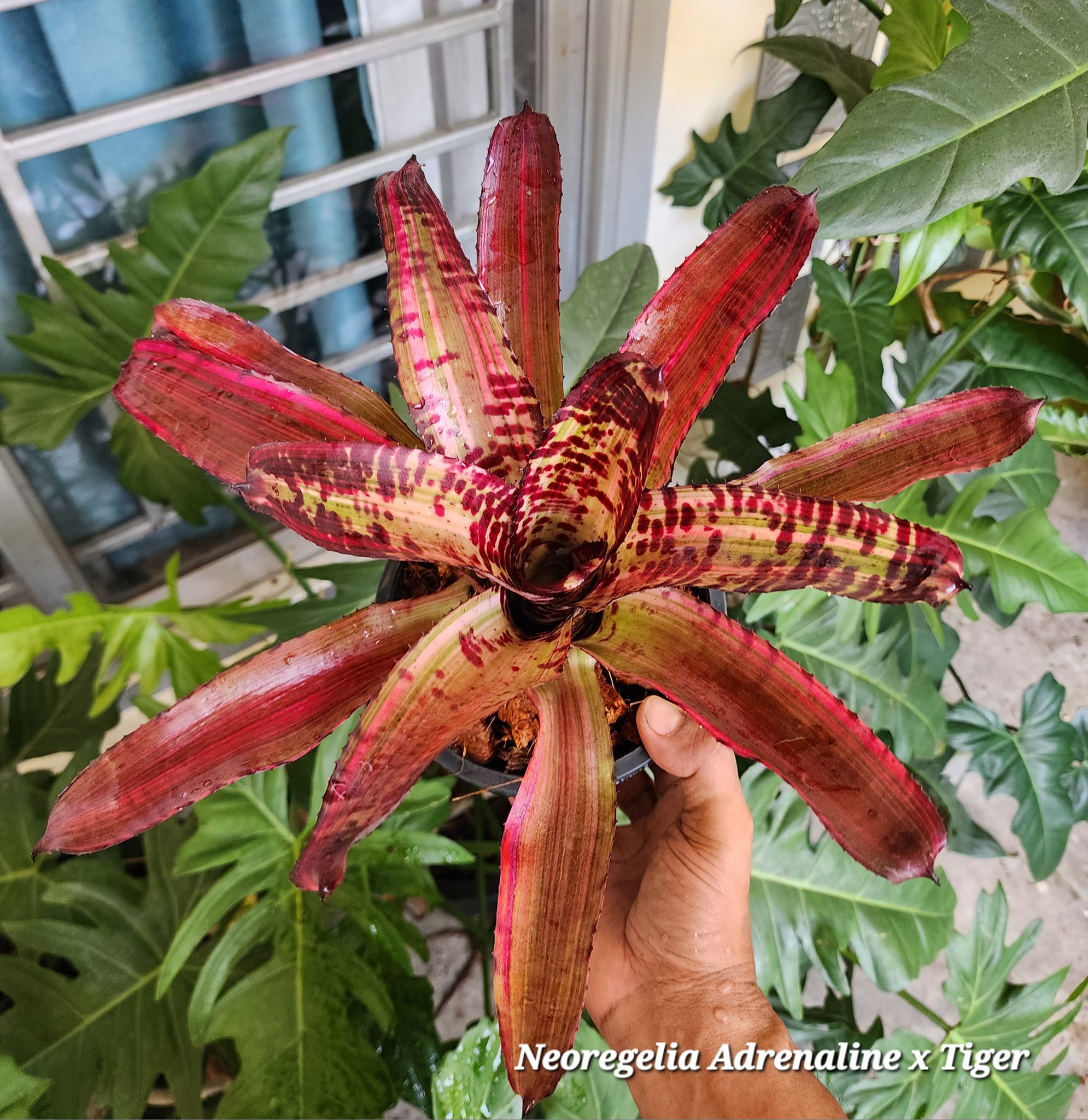 Rare Neoregelia 'Adrenaline x Lucifer' bromeliad