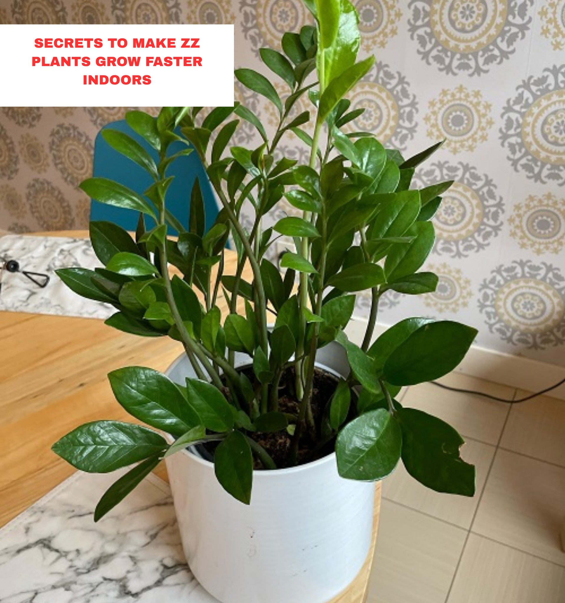 Indoor - Secrets to Make ZZ Plants Grow Faster Indoors👇👇 | Facebook