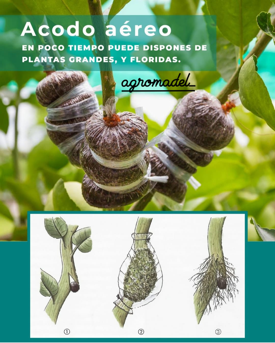 agromadel_ - Acodo aéreo 👨‍🌾🌱 (técnica de reproducción de plantas) Guía ...