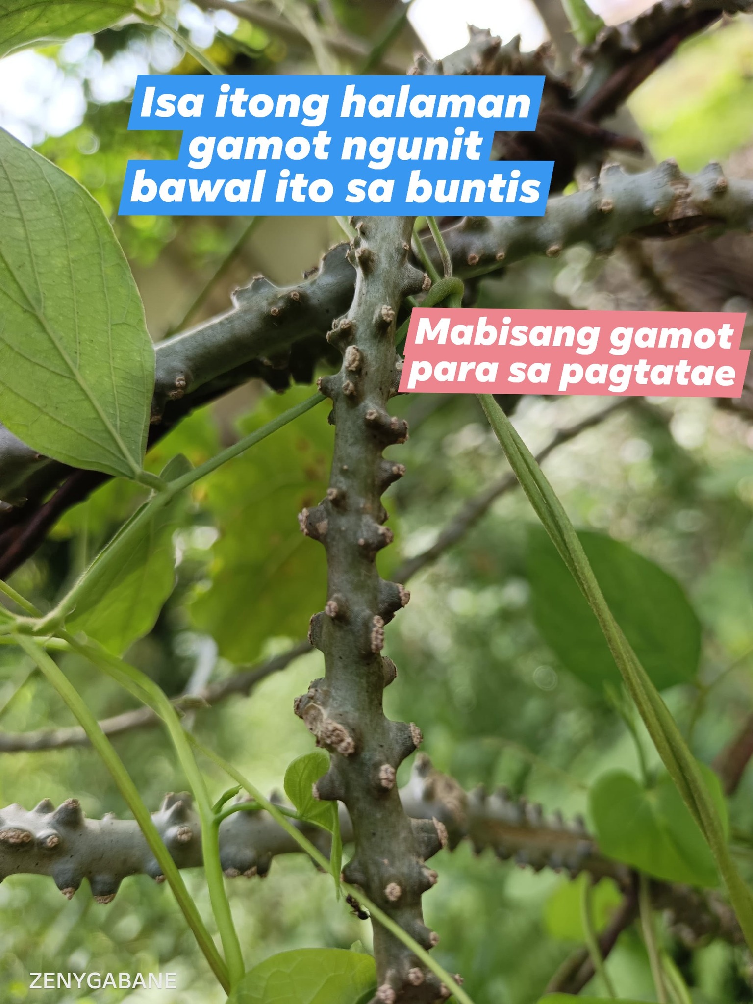 Makabuhay plant ito kung tawagin... - zenyho personal vlog | Facebook
