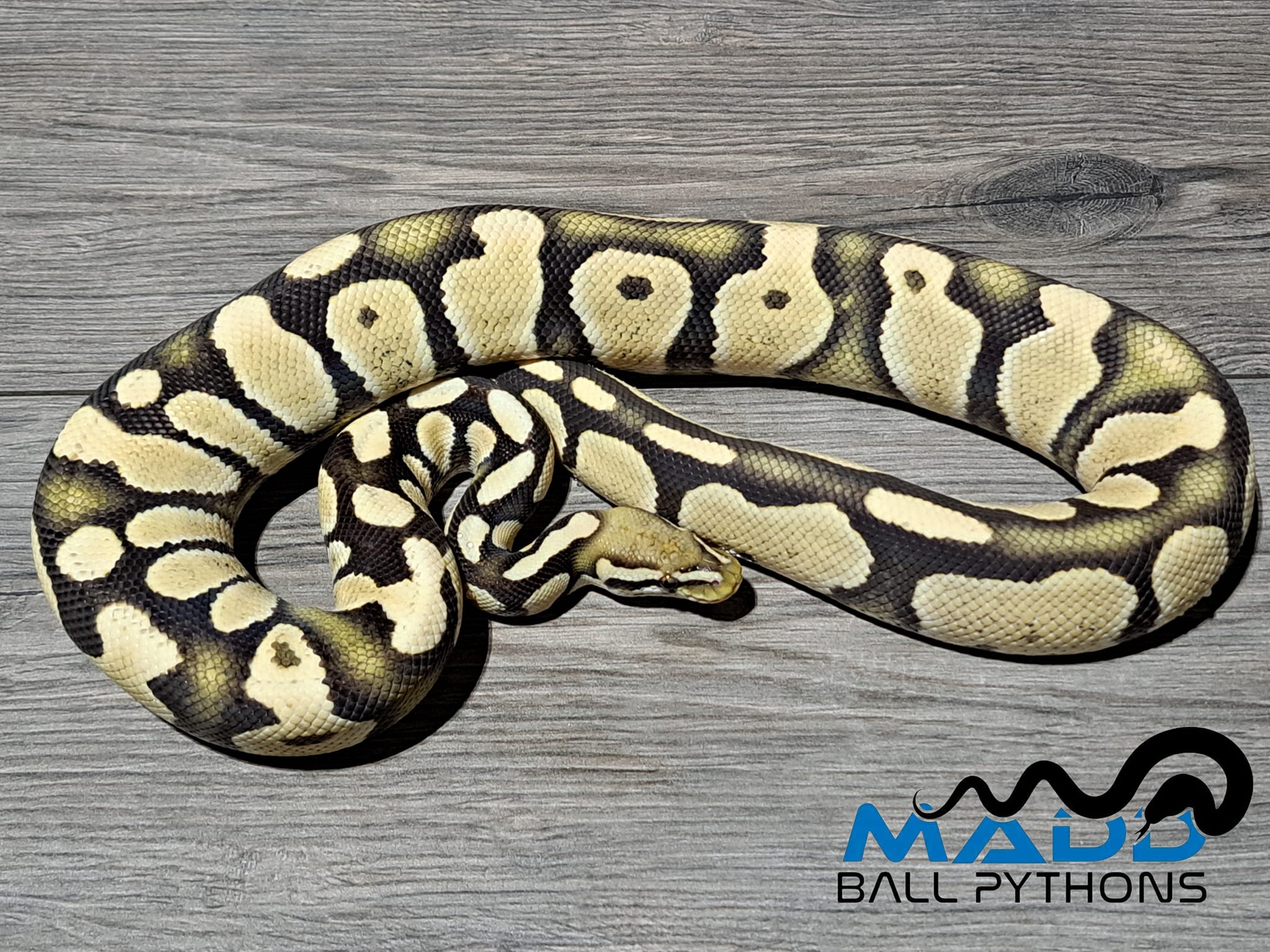 Madd Ball Pythons