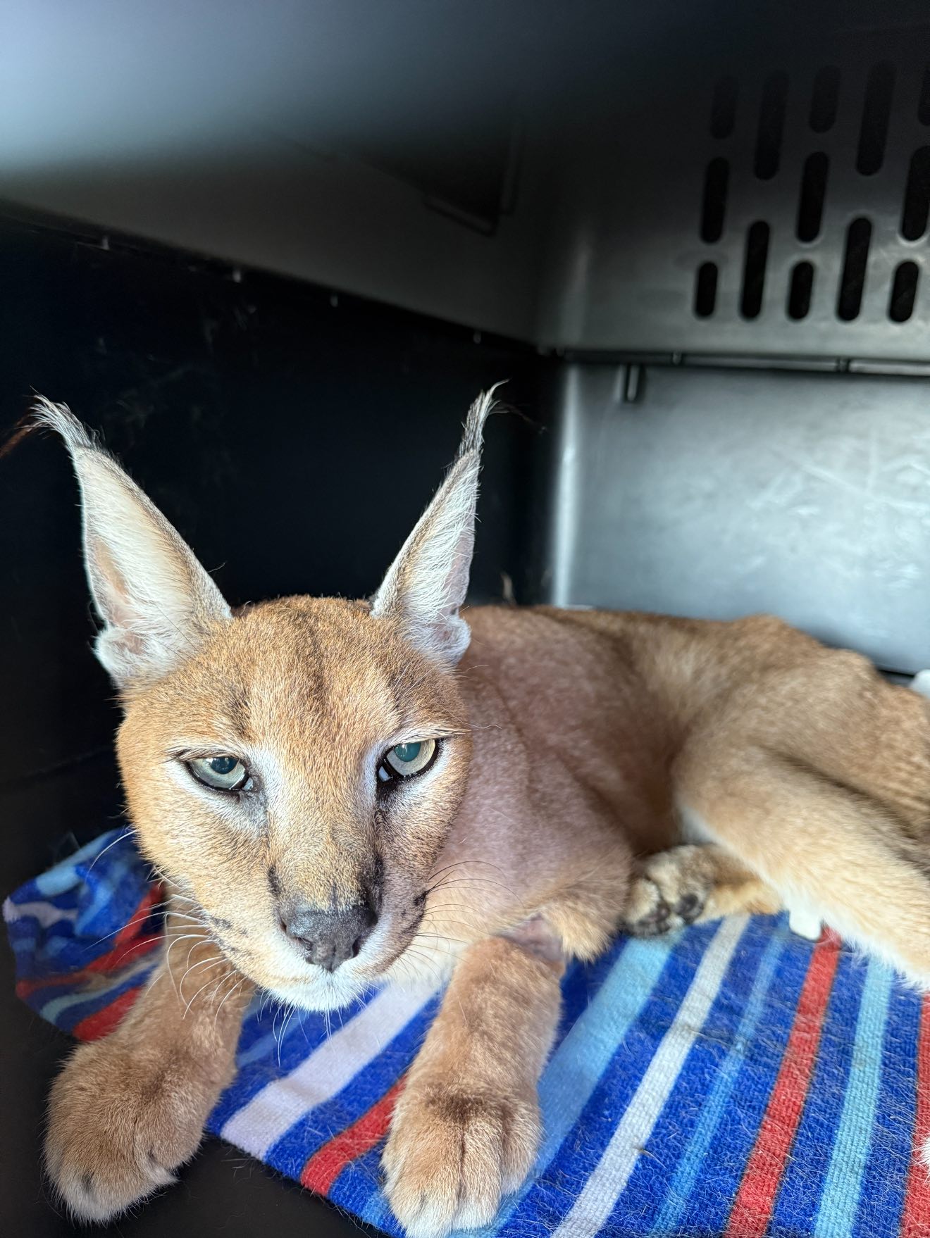 Wildcat Ranch - Our Jackal has the most stunning eyes and... | Facebook