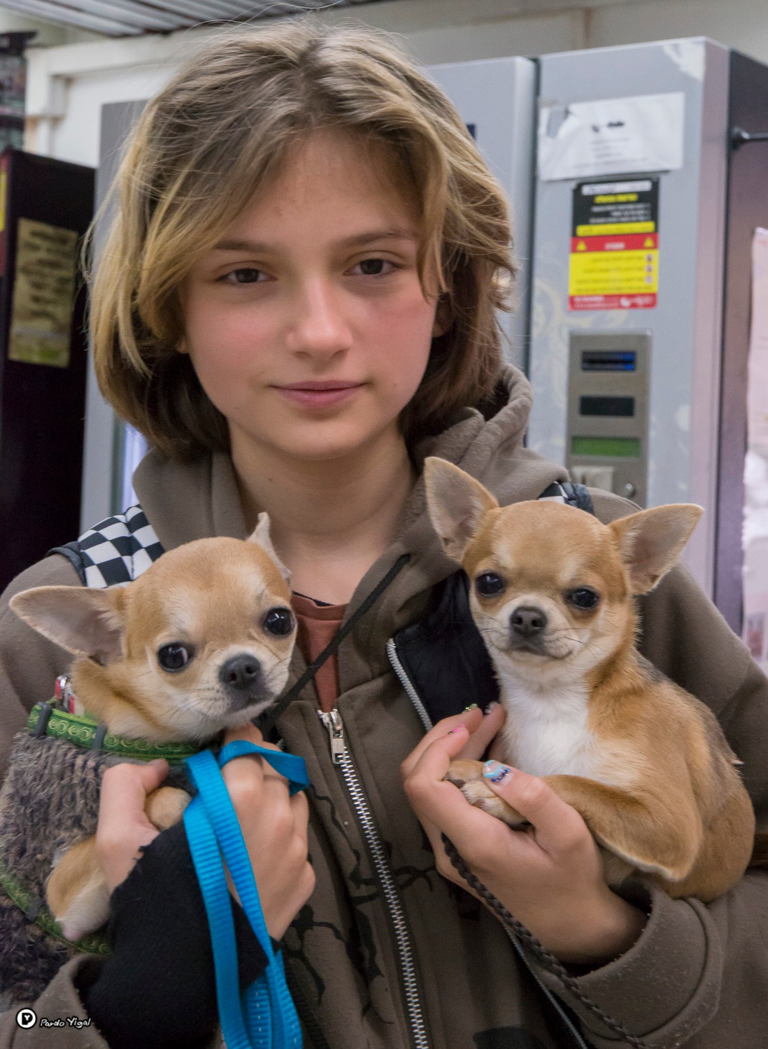 תמונות... - ההתאחדות הישראלית לכלבנות Israel Kennel Club