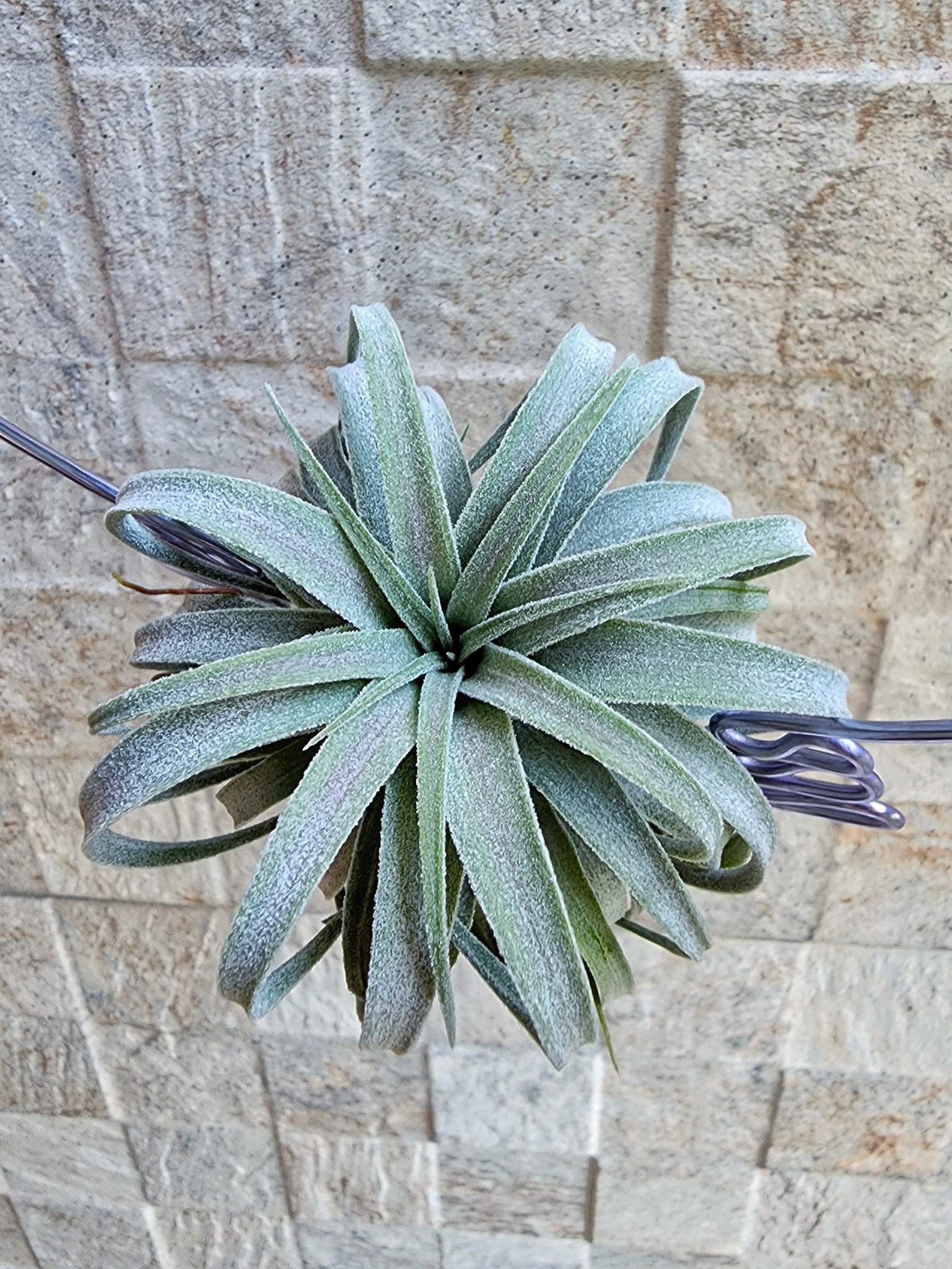 Tillandsia ionantha 'Ron' × streptophylla Red (Belize Form 8262