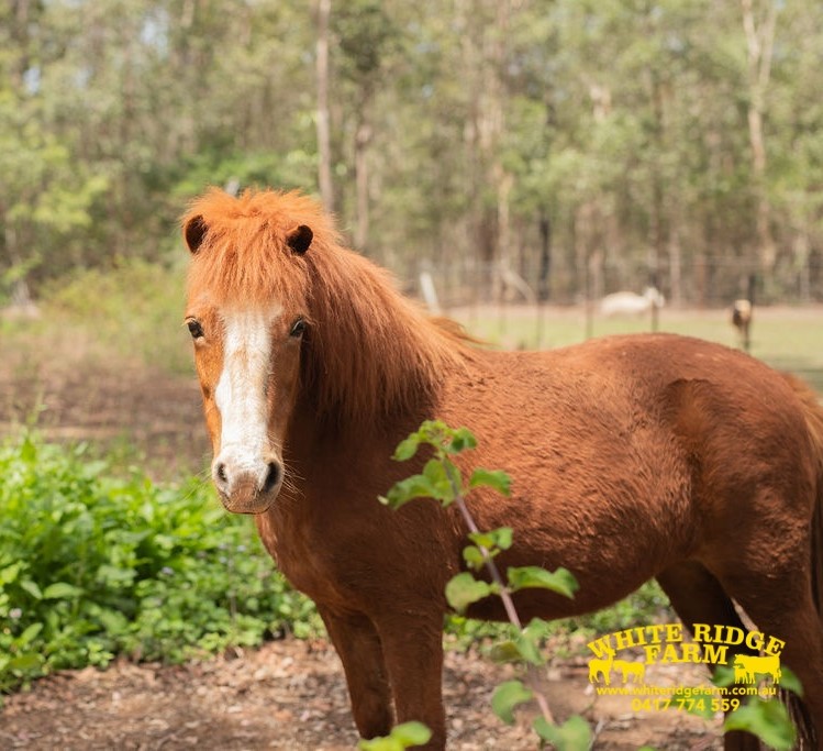 🐴 **Animal Spotlight: Graceful Horses... - White Ridge Farm