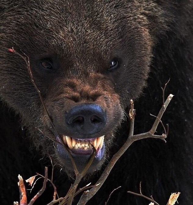 Totem Bear and its meaning. Part... - Bracelets_war_world
