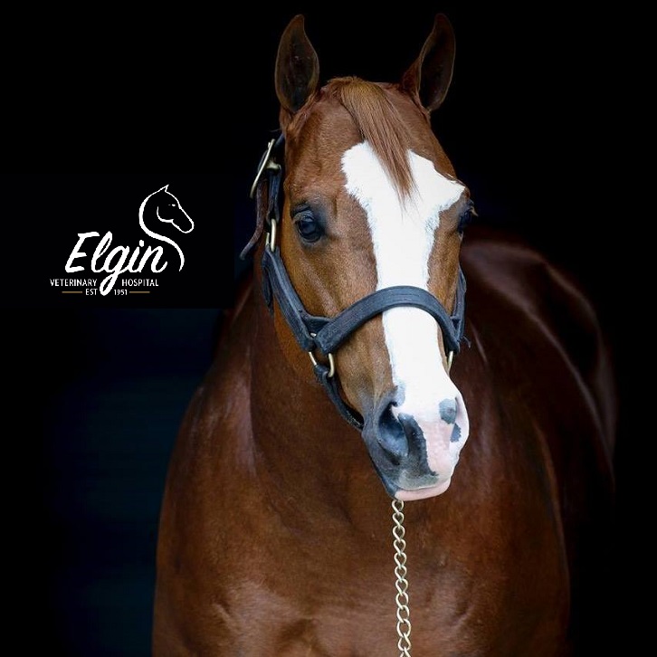 Dr Kloppe and Dr Hulse... - Durango Equine Veterinary Clinic | Facebook