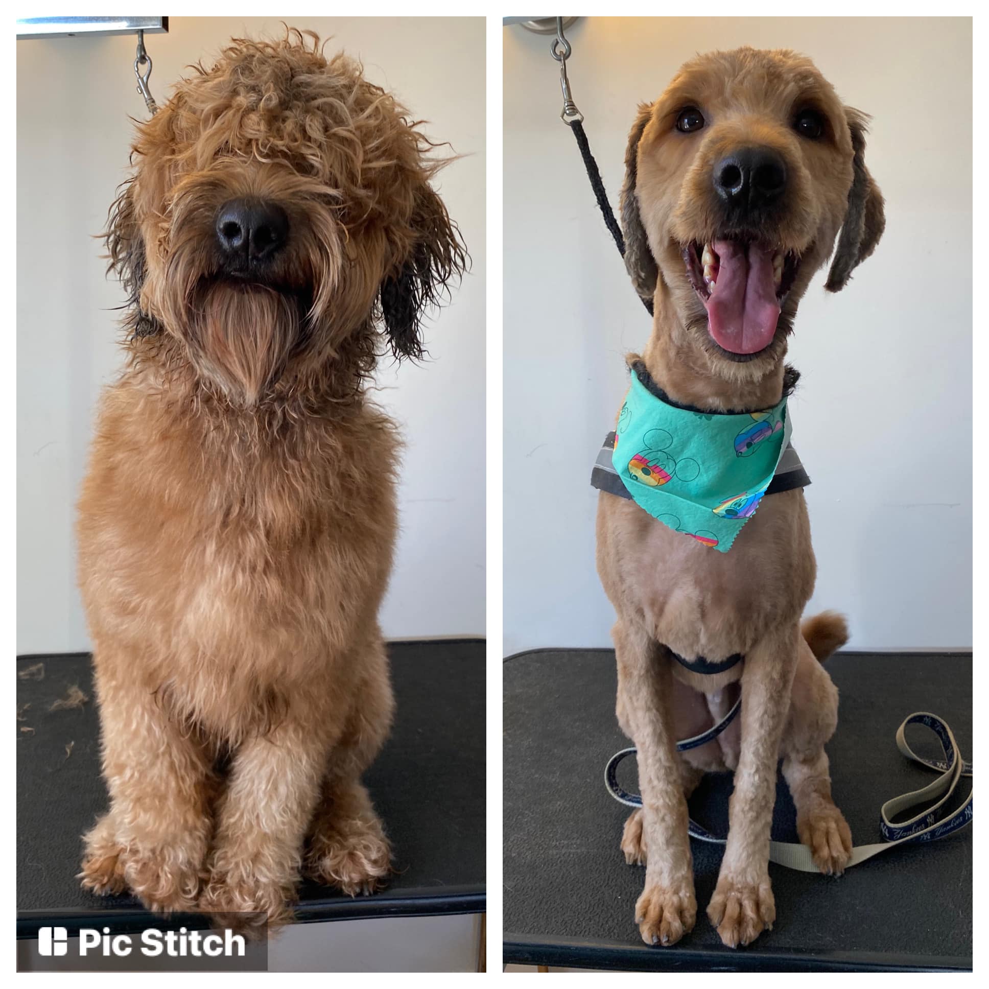 Mother Hen's Pet Services | West Warwick RI