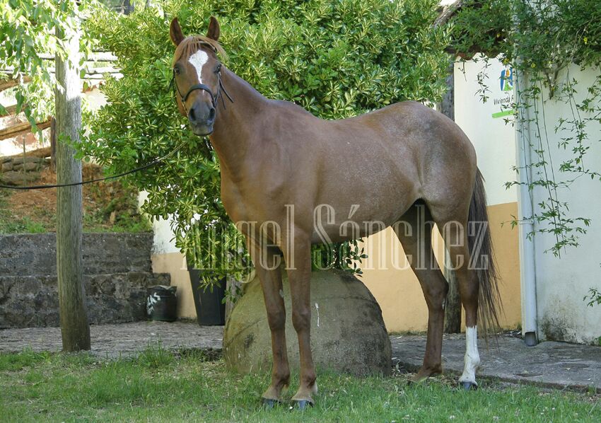 Podenco Andaluz - Los... - Podenco Andaluz - Los Verdiales