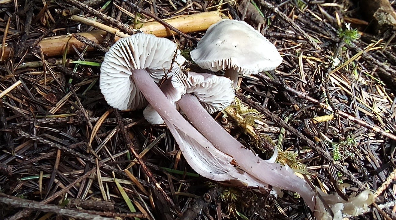 What is the identity of the mushroom with lavender stripe and off