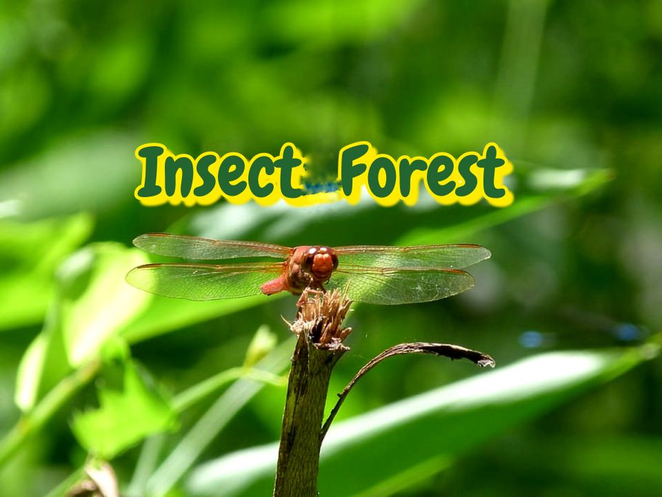 Insect Forest | Facebook