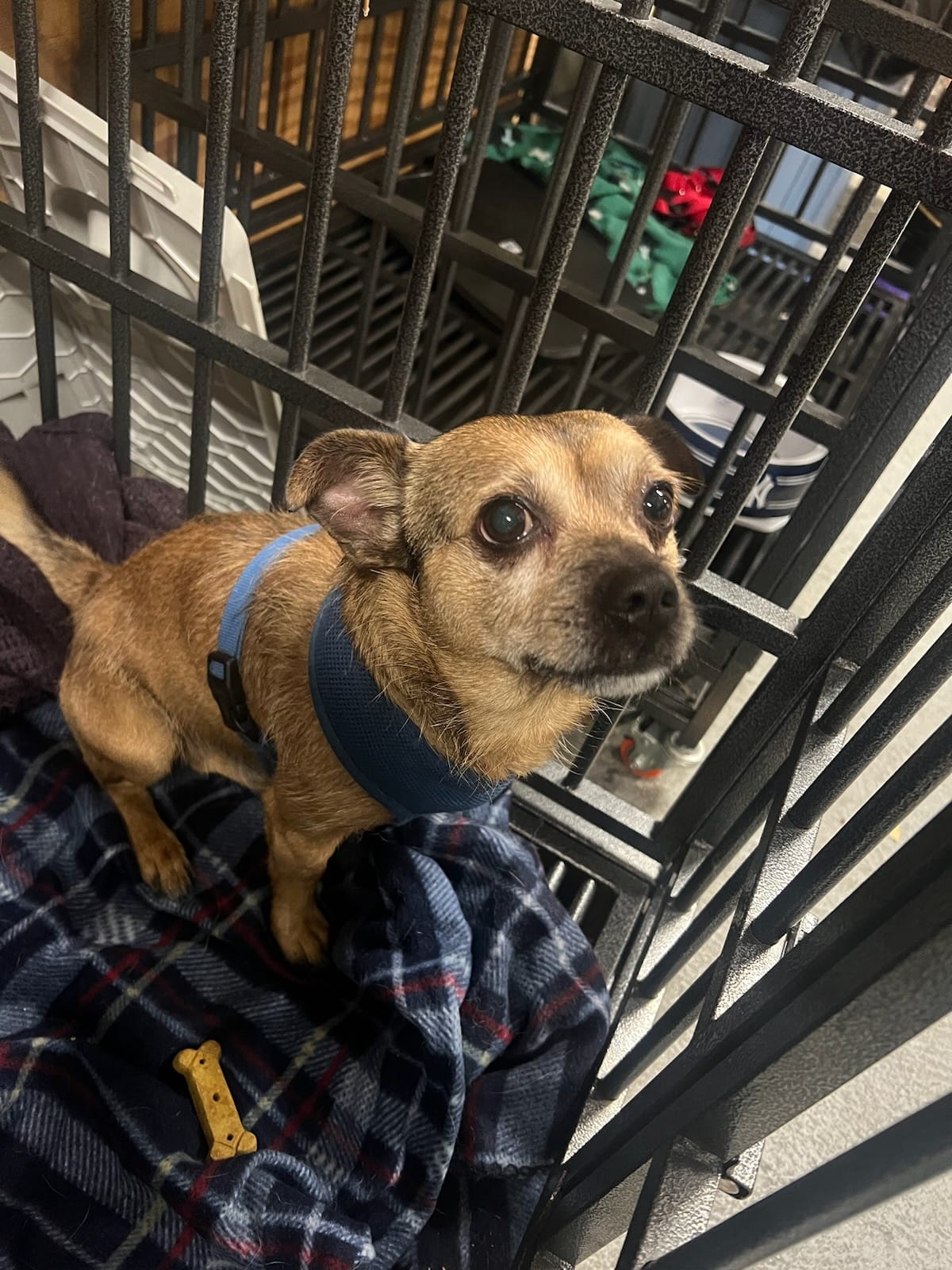 Little Orphan Animals - Peekskill, NY | Peekskill NY