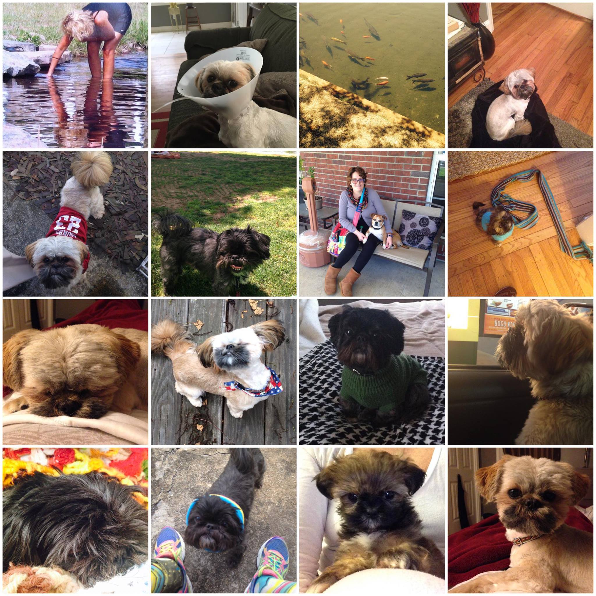 Pets At Home, LLC | Huntsville AL
