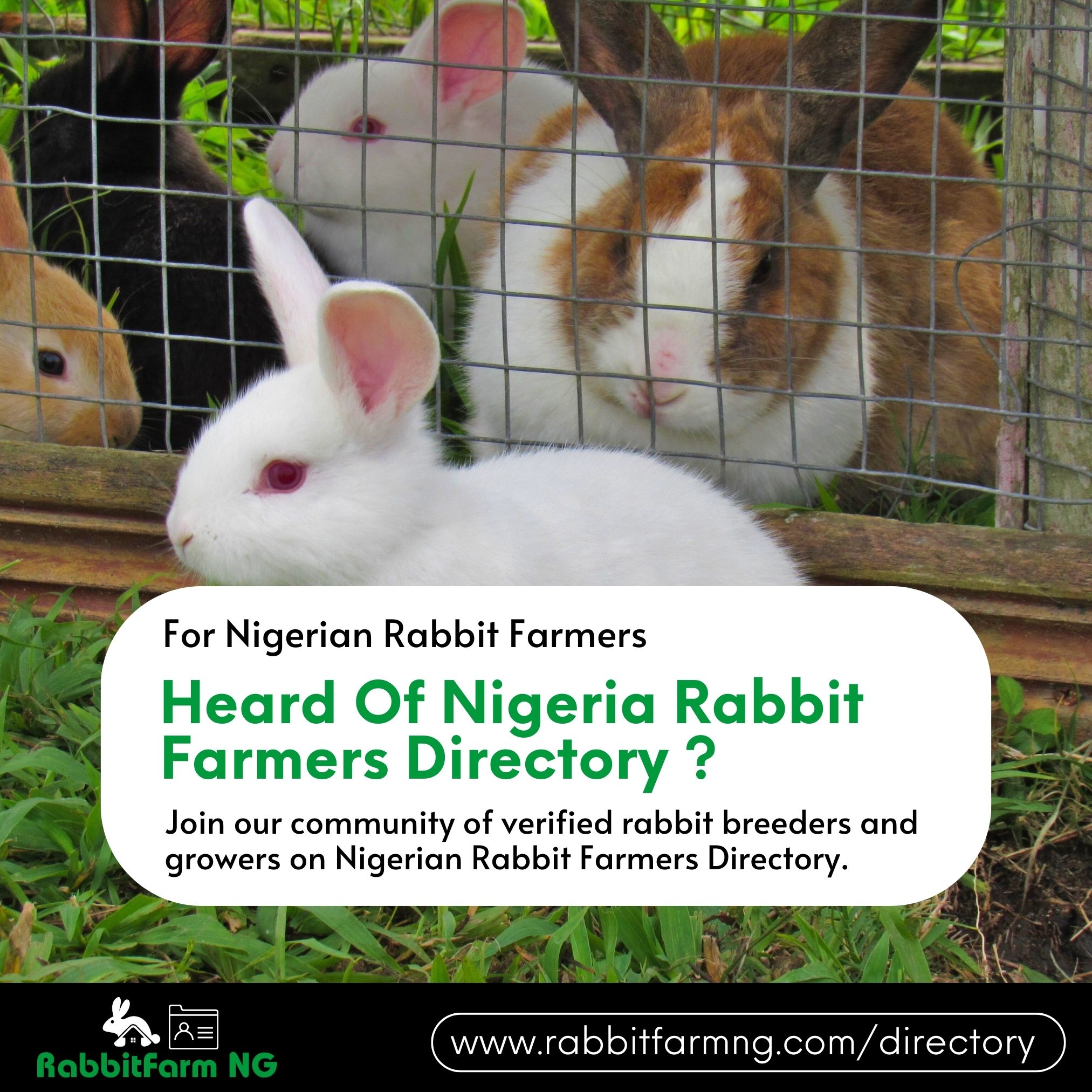 Rabbit Farm Nigeria