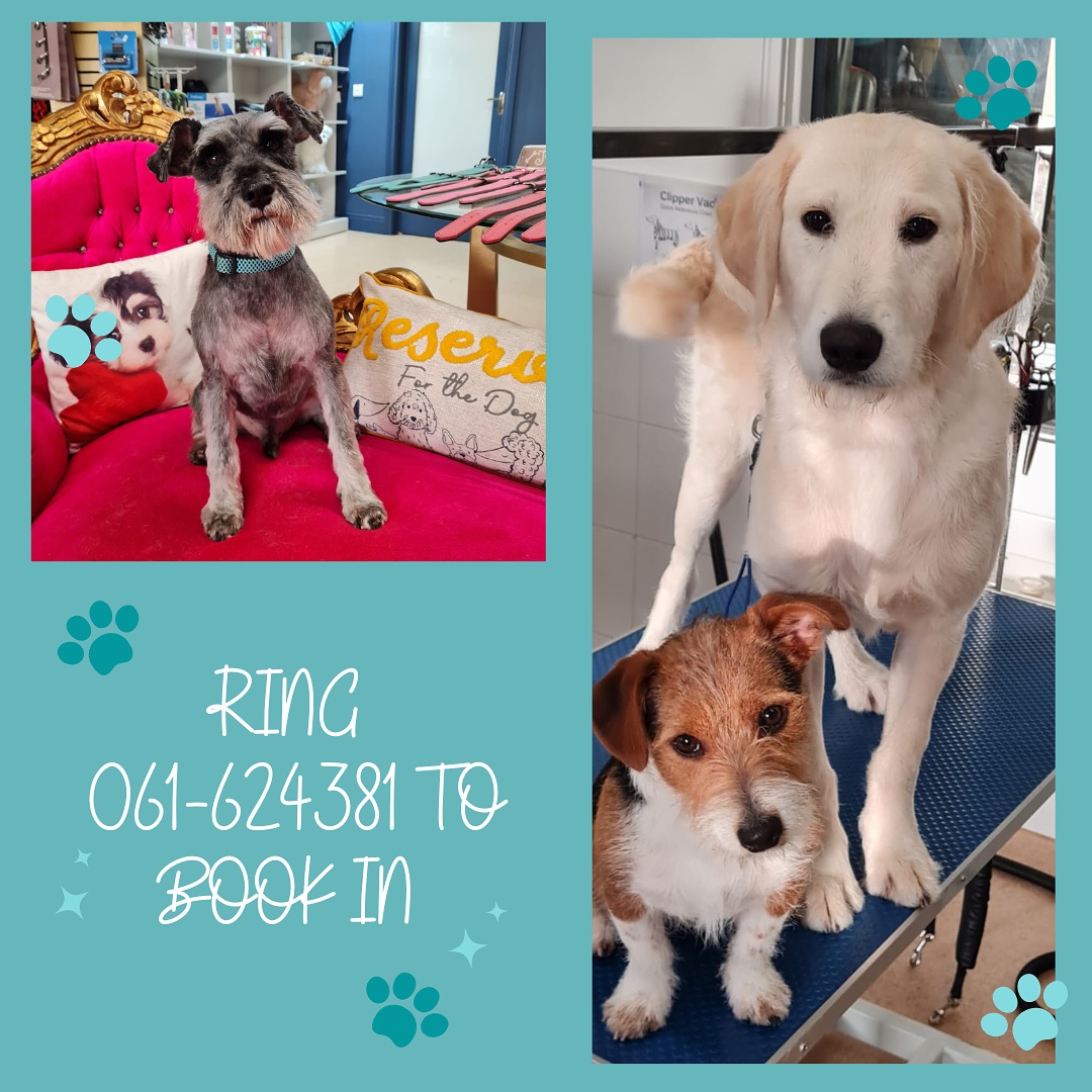 Grroom Dog Spa - 🐶 ️ Grooming time is spa time for our...