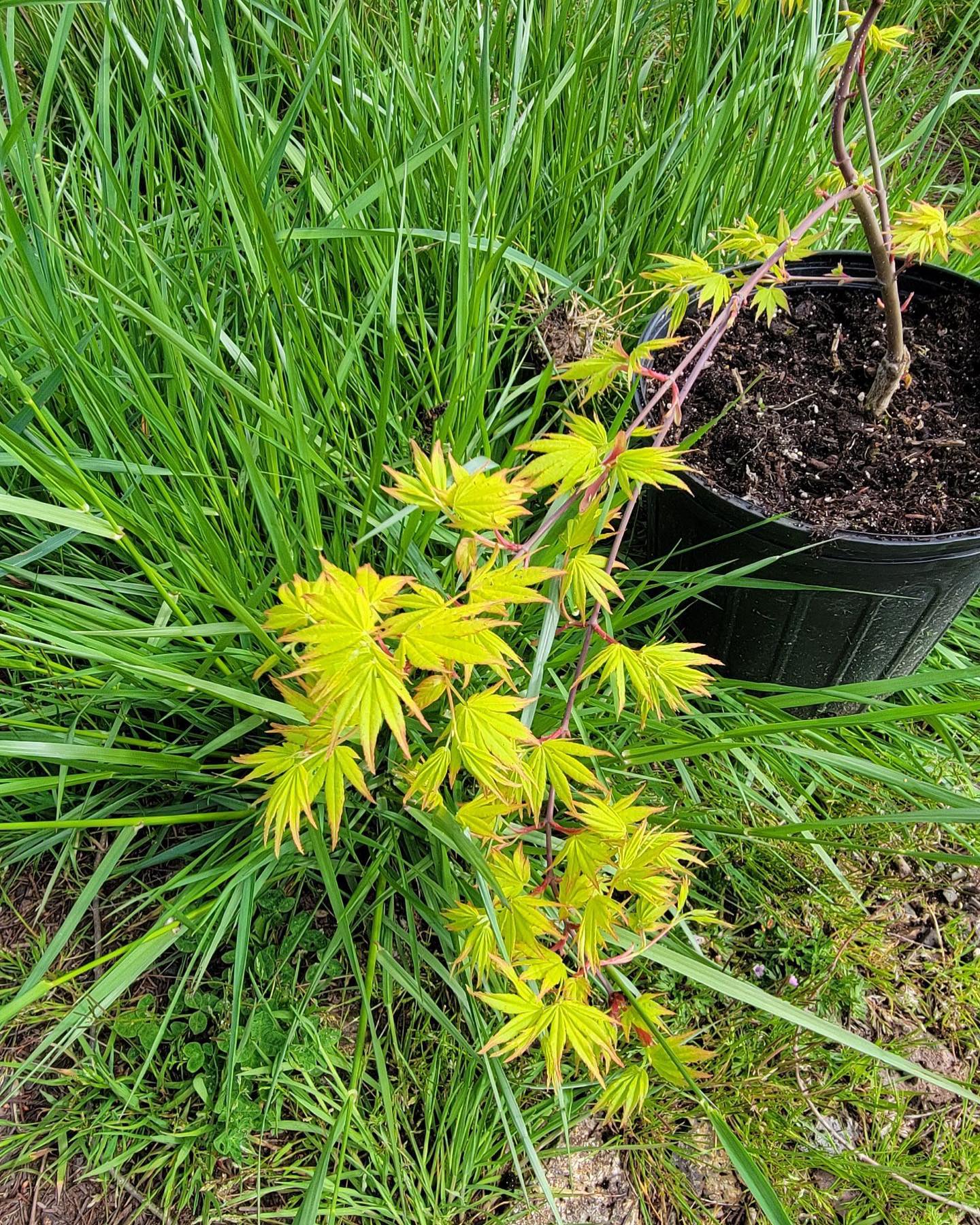 Acer Palmatum 'Yellow Threads' tree growth and fall color