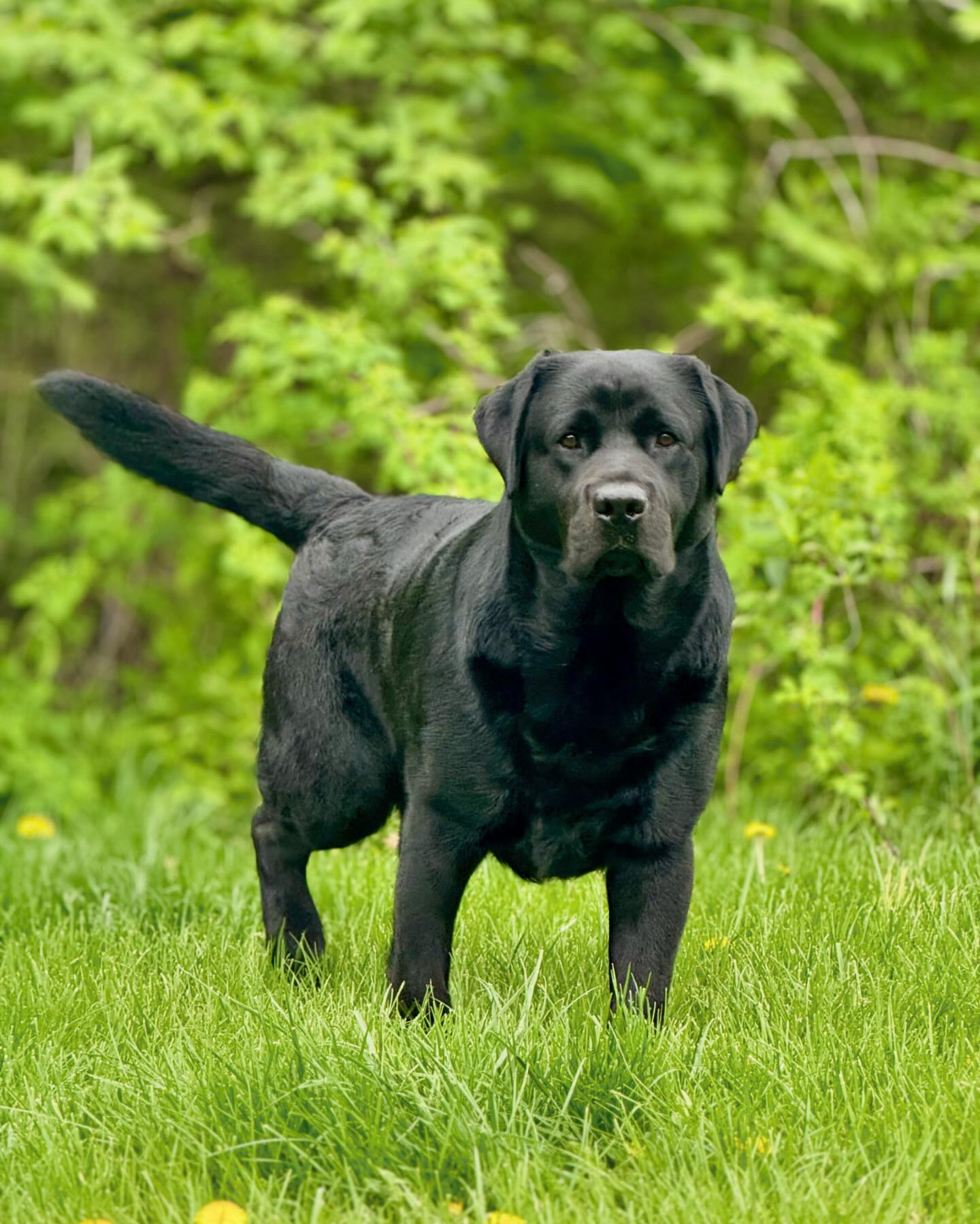 Tried & True Labradors