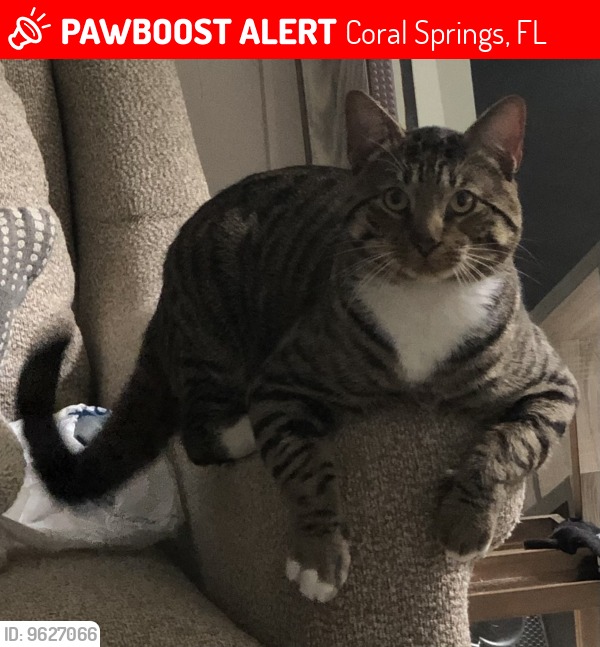 Lost brown tabby cat Oliver in 12th South/Melrose area