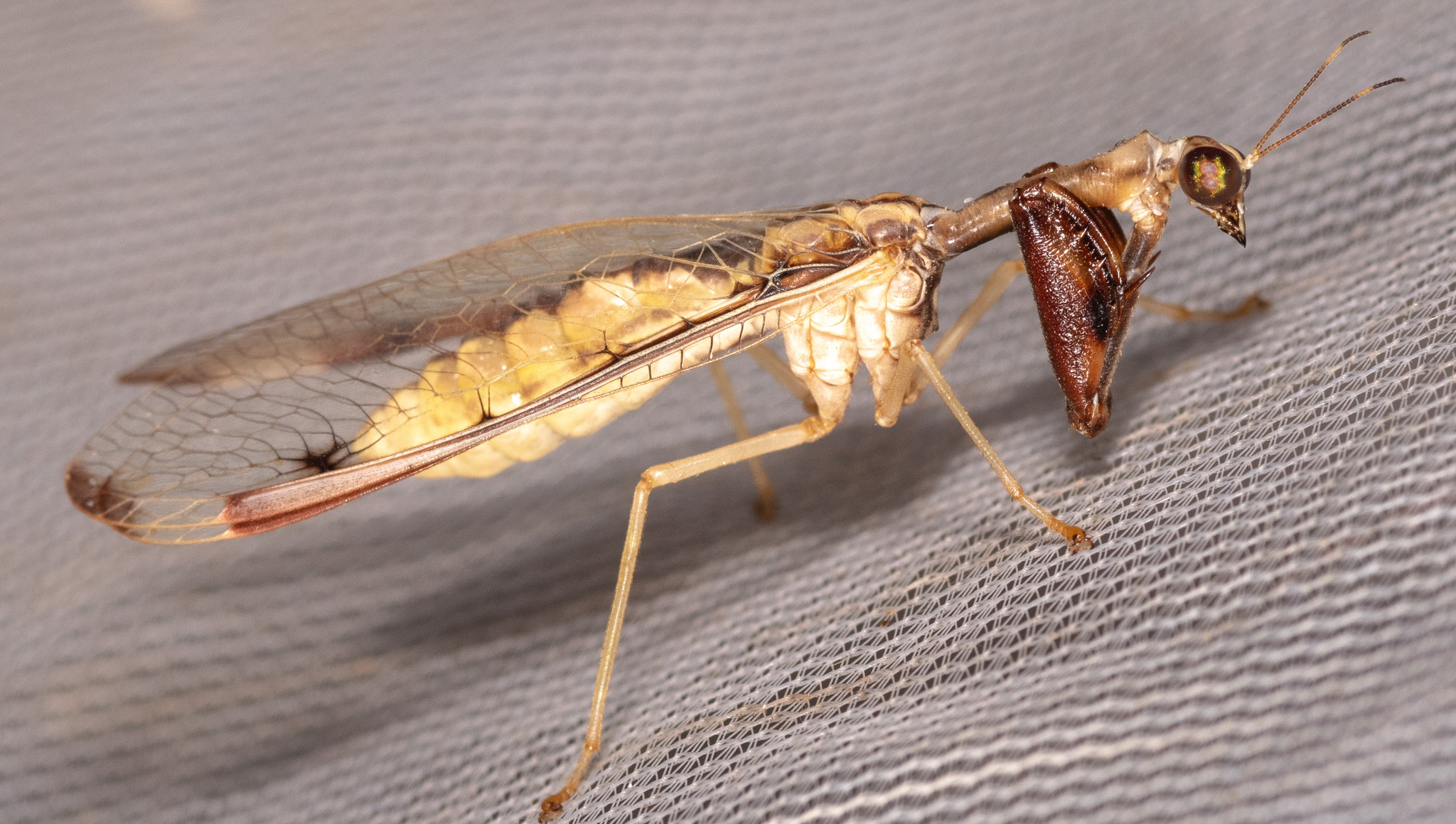 Maryland - Check out the newest mantidfly to grace the species pages of ...