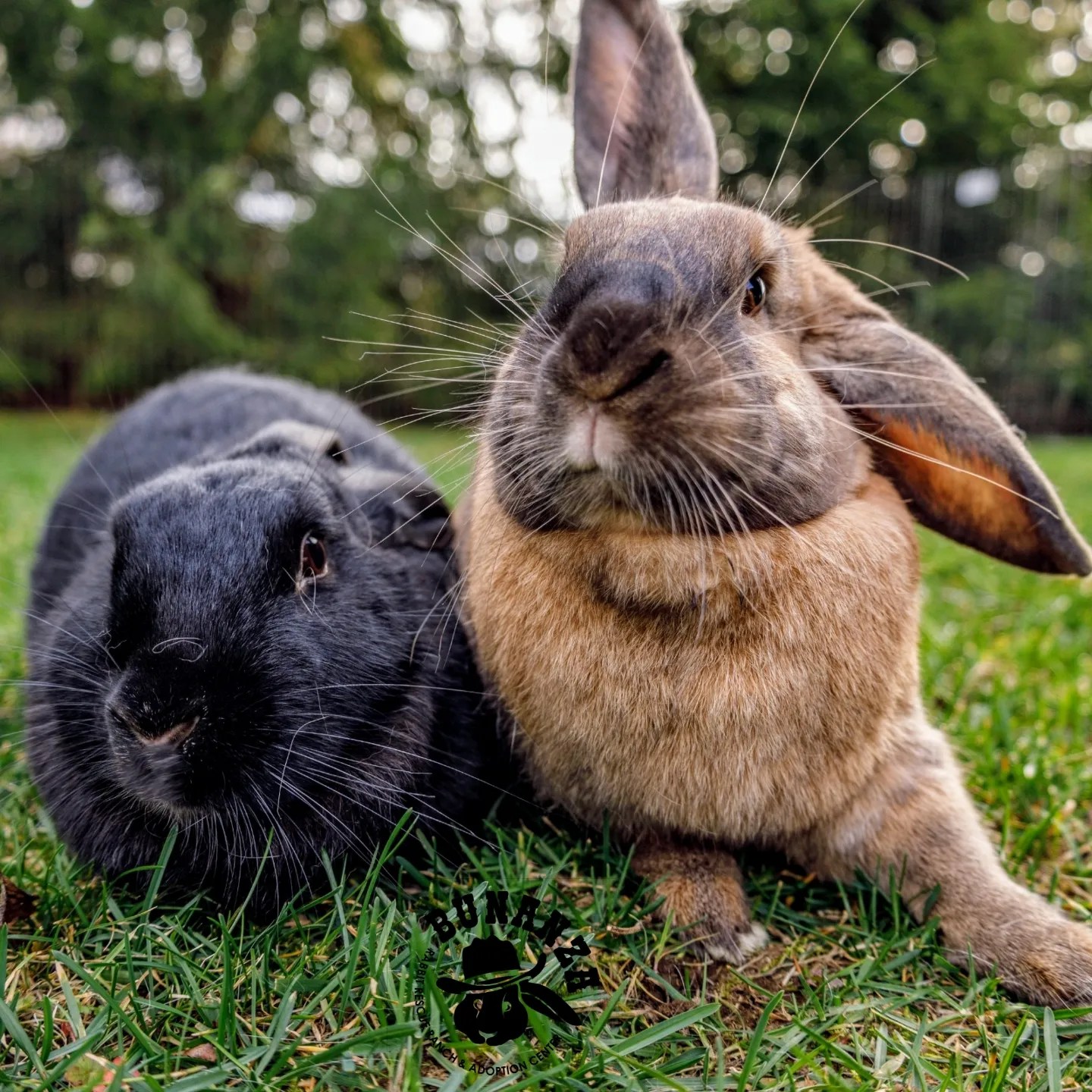 Bunanza Rabbit Rescue Ranch and Adoption Center | Lynden WA