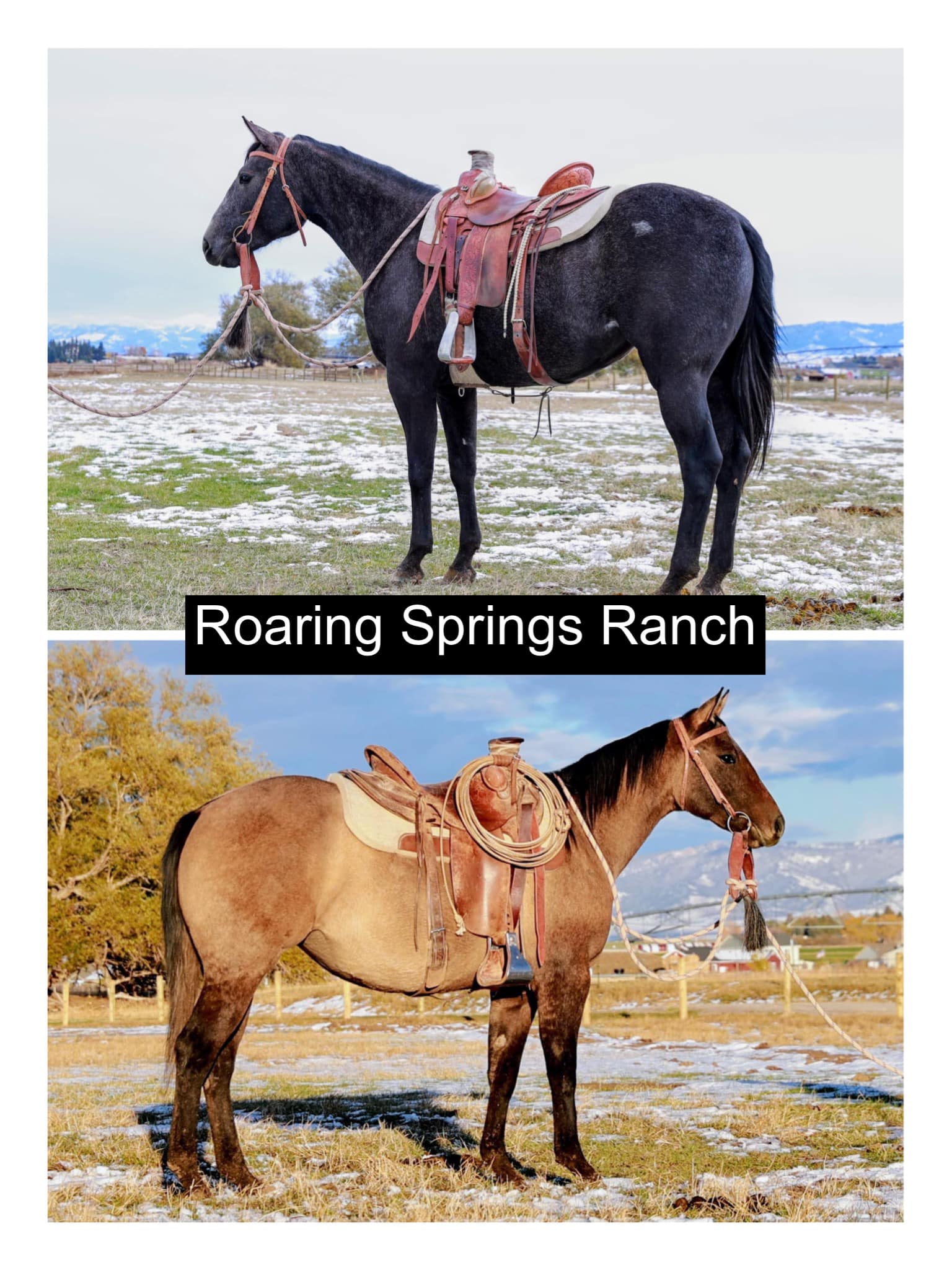 Roaring Springs Ranch Quarter Horses | Frenchglen OR
