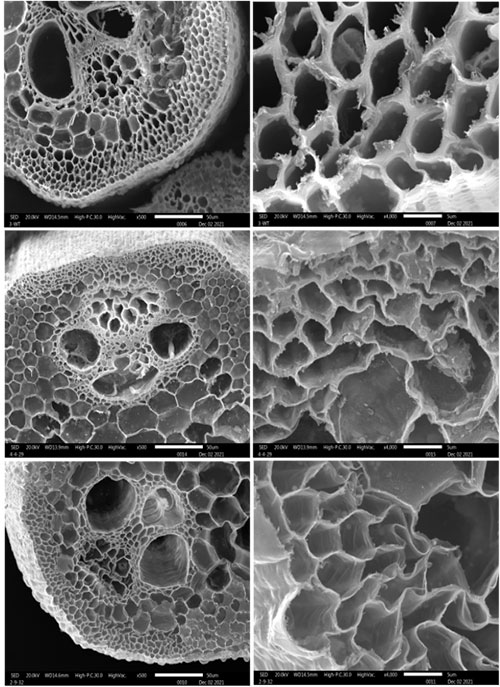 Brookhaven - These scanning electron microscope images show cross ...