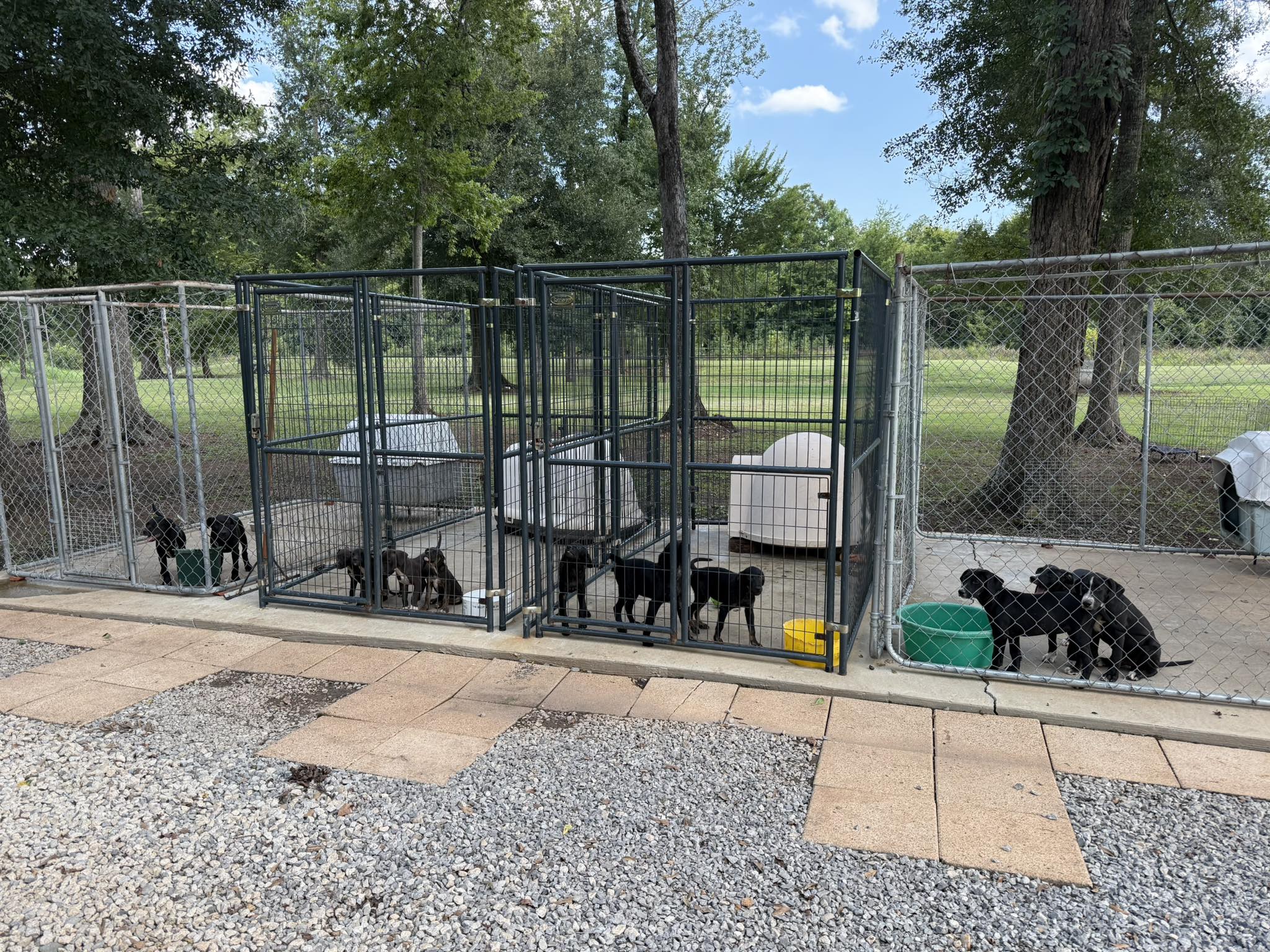 Curated visual reference: Fresh Look at Grant Our Kennels Are Full With Our Kennels Overflowing With