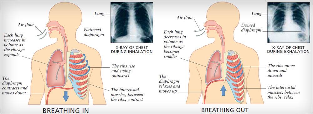 Diagram Diaphragmatic Breathing - Aflam-Neeeak