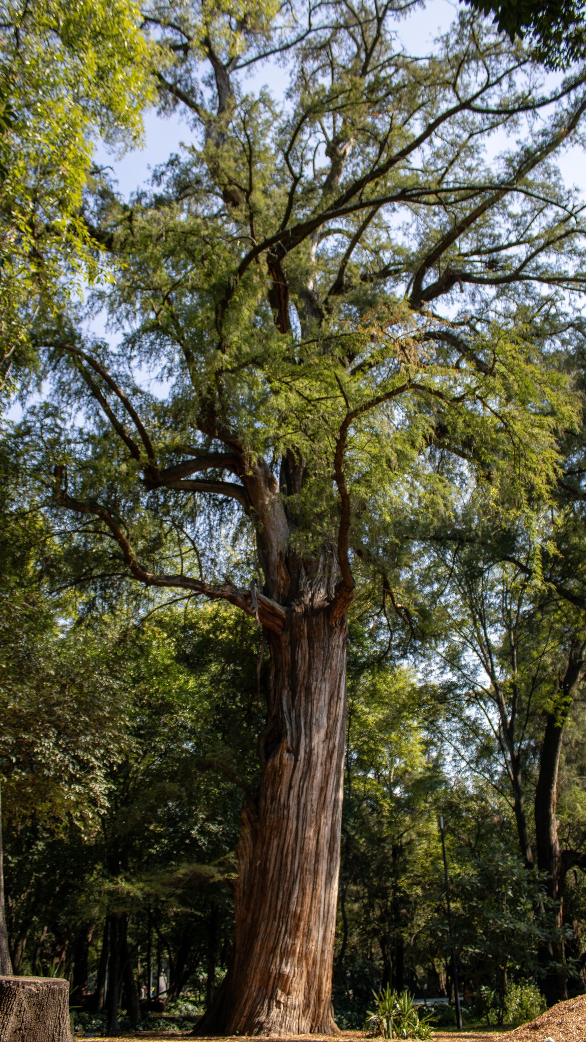 Árboles cool de #Chapultepec 🍃... - Bosque de Chapultepec | Facebook