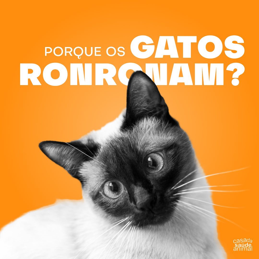 Casa - O ronronar dos gatos é um comportamento intrigante e encantador ...
