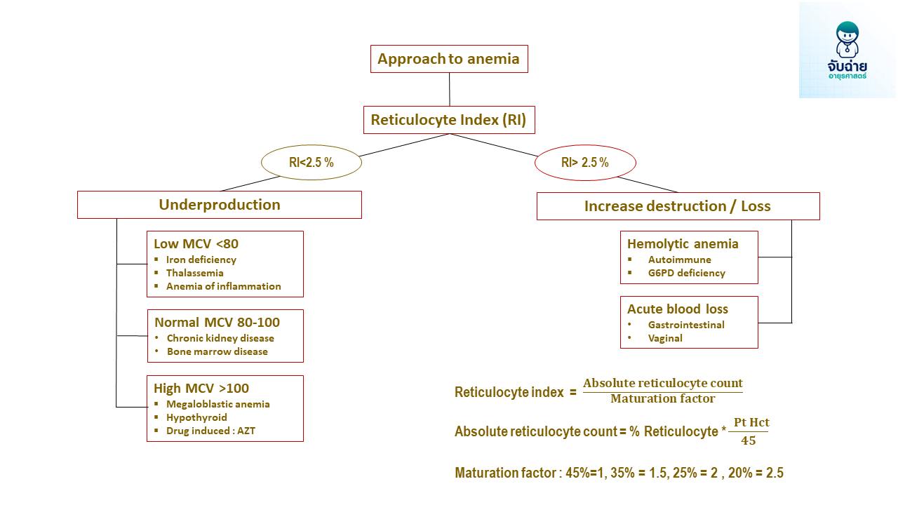 จับฉ่าย - Simplify algorithm สำหรับการ approach หาสาเหตุของ anemia โดย ...