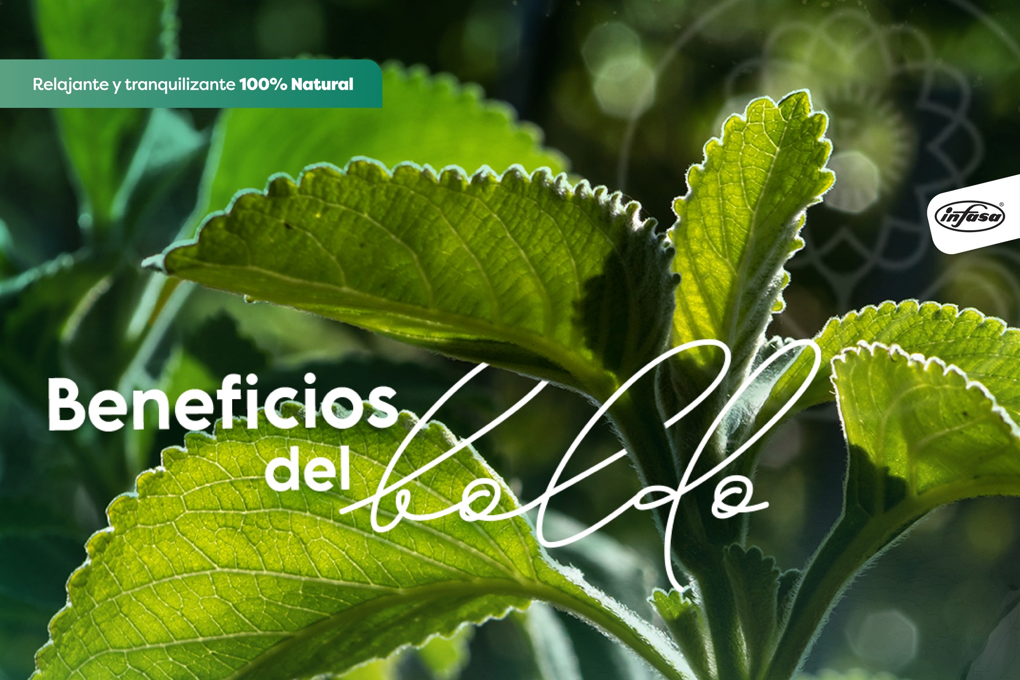 Pasinerva - ¿Conoces los increíbles beneficios del boldo... | Facebook