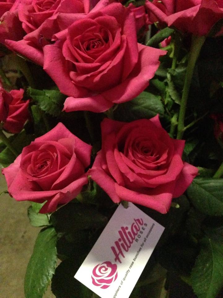 Hilliar Roses | North Boambee Valley NSW