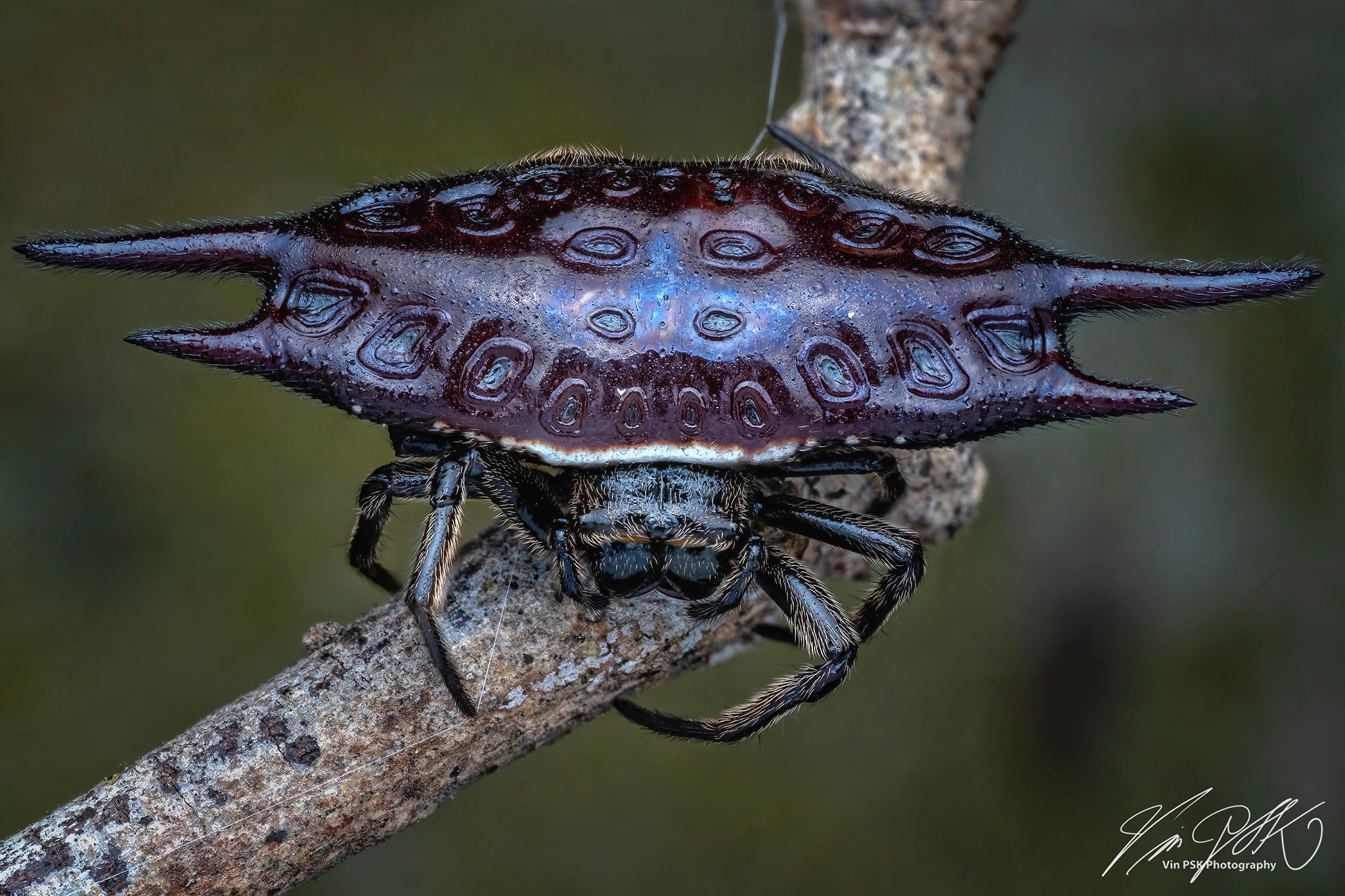 Scytodes pallida spider in Pingtung, Taiwan