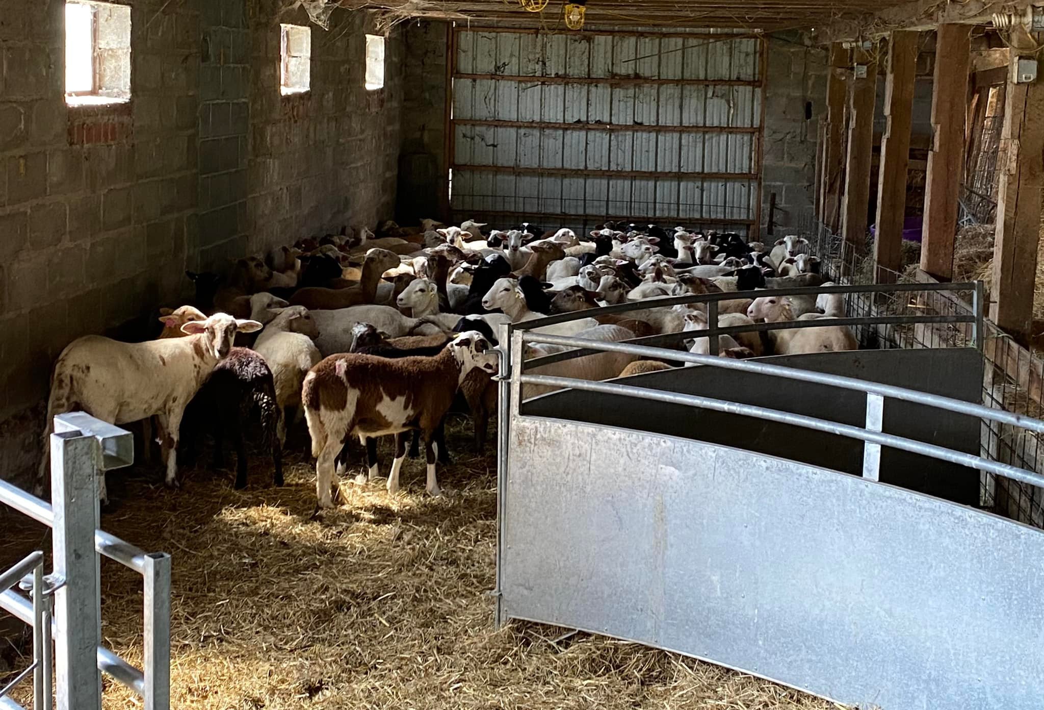 Today’s big adventure at the farm... - Beyond Blessed Farm