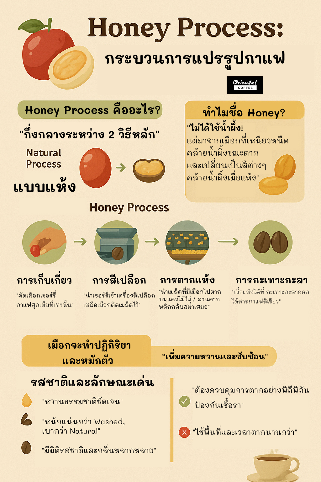 Oriental - วันนี้ มาในแนว Infographic Honey Process คืออะไร แตกต่างจาก ...