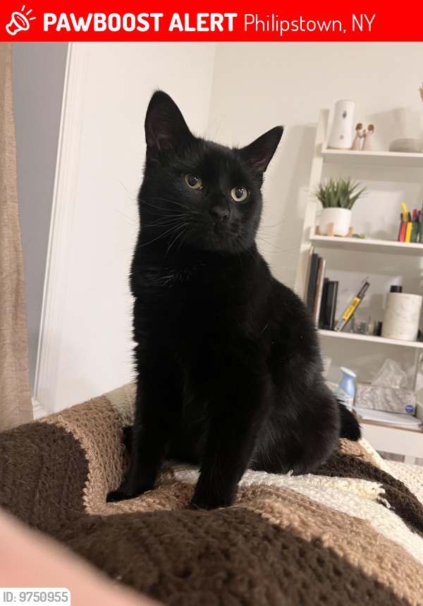 Little Orphan Animals - Peekskill, NY | Peekskill NY