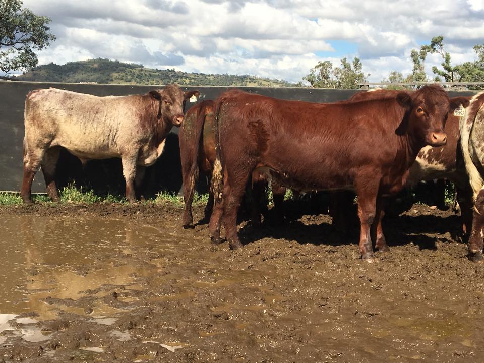 Dunbeacon Poll Shorthorns | Upper Horton NSW
