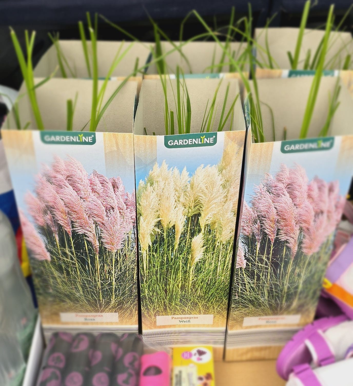 Hab mir heute beim Aldi Pampagras geholt als Sichtschutz. Könnt ihr mir eure Erfahrungen mitteilen, vielleicht auch mit einem privaten Bild. Vielen Dank