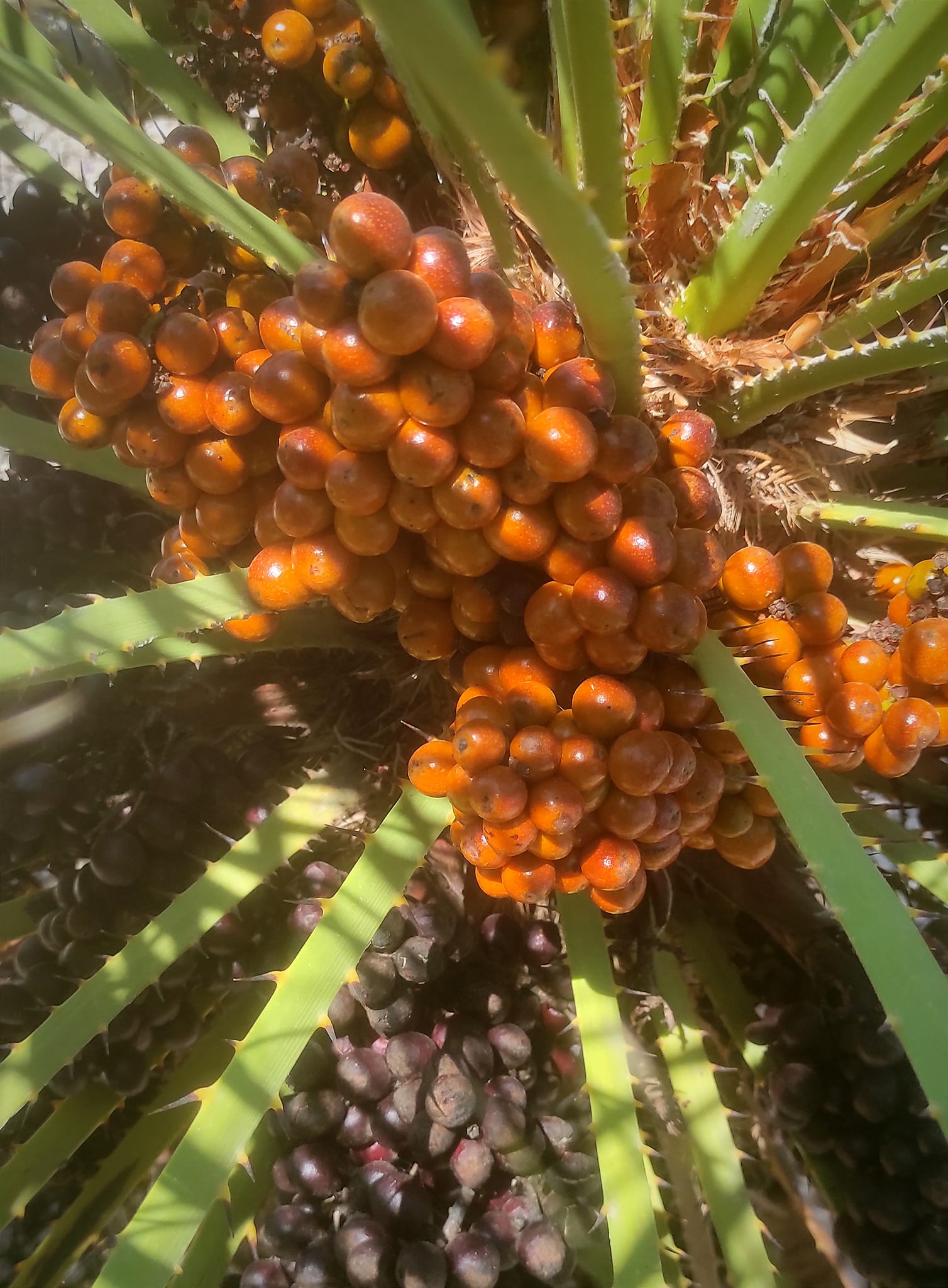 Fruit of the hybrid palm, Chamaedorea (microspadix x radicalis