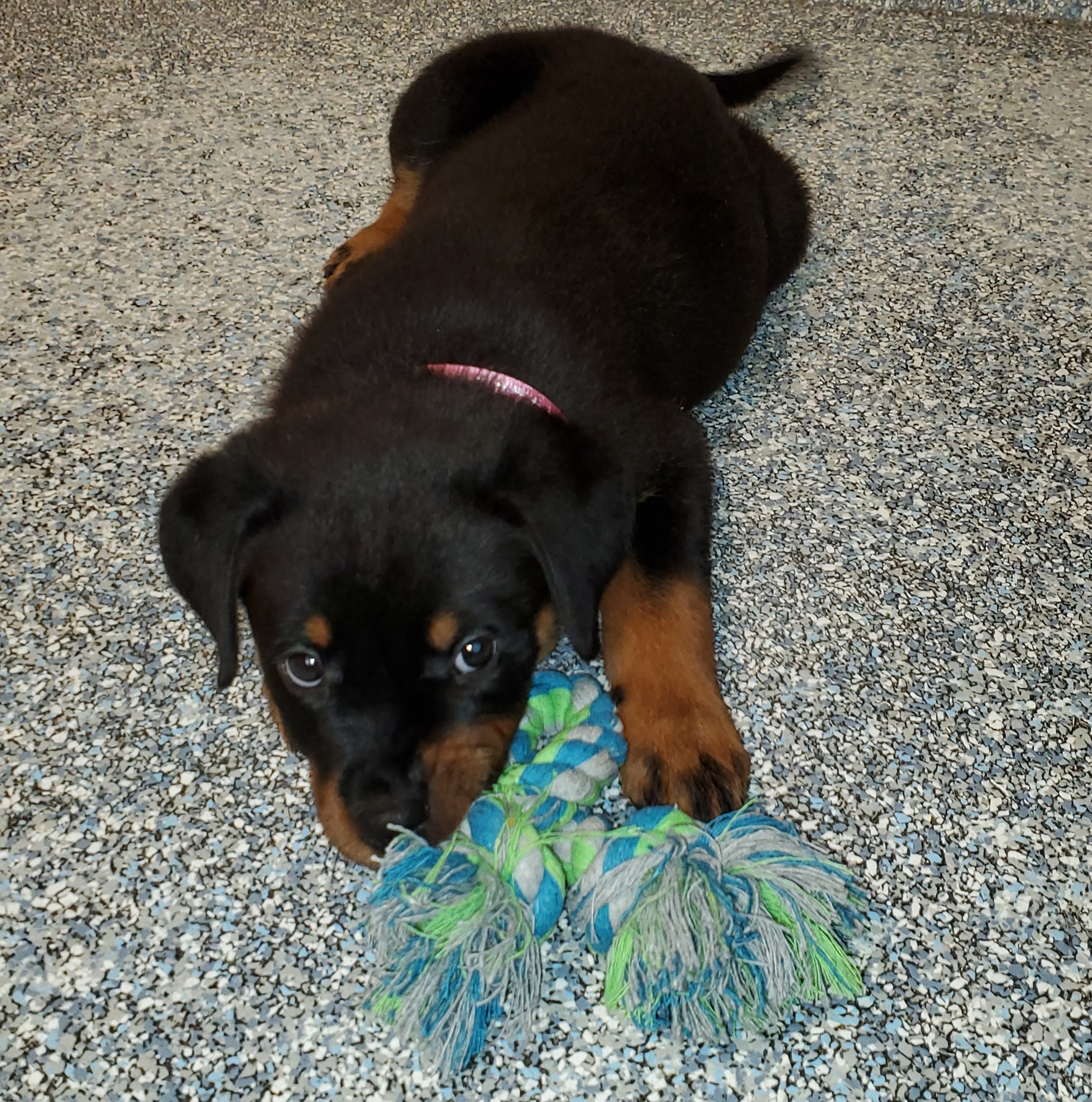 Vom Schwarzen Donner Rottweilers