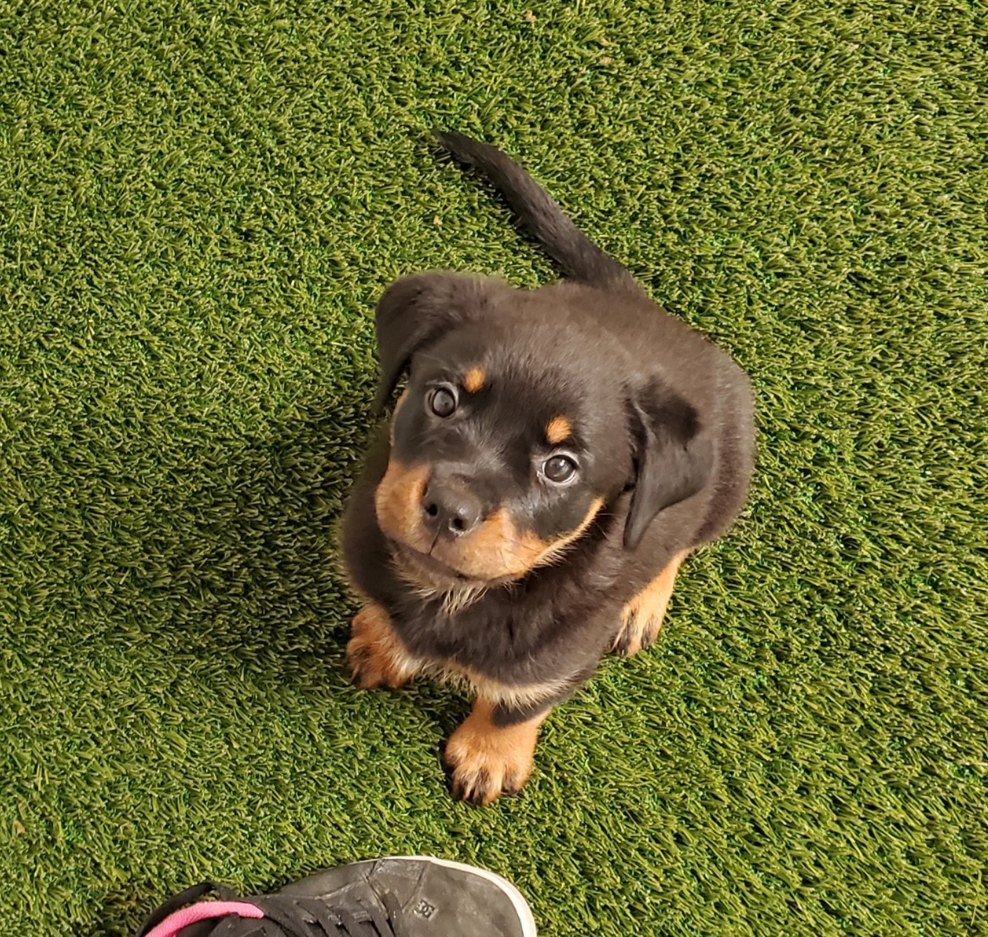 Vom Schwarzen Donner Rottweilers