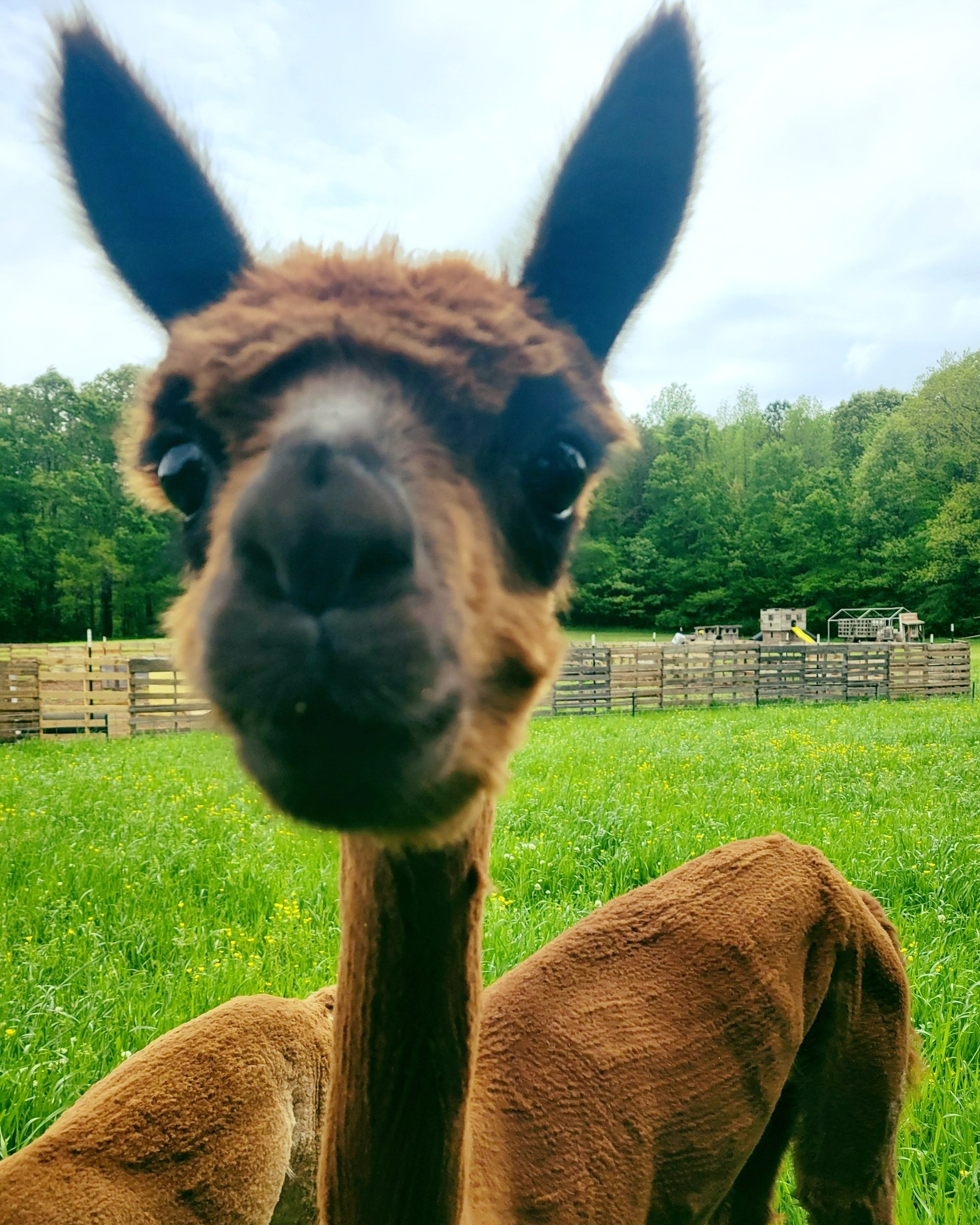 🌸 Meet Miss Kitty and McTavish; the... - Hidden Rivers Farm
