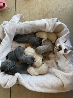 Zeus/Willow puppies are here!!... - Pond Creek Labradors | Facebook