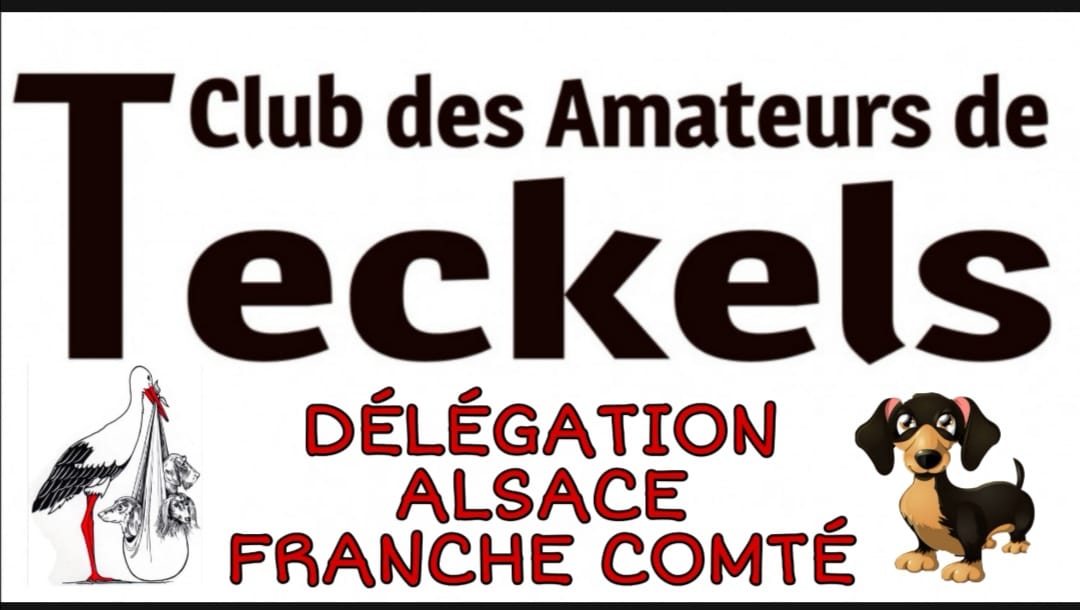 club-des-amateurs-de-teckels-d-l-gation-alsace-franche-comt