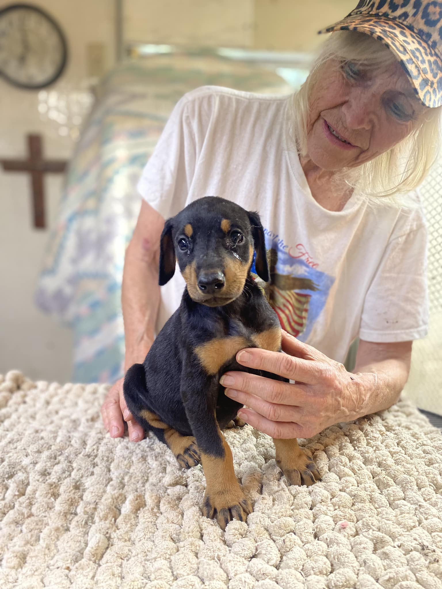 Drury - Black female born May 13th. Limited AKC registration. Tail done ...