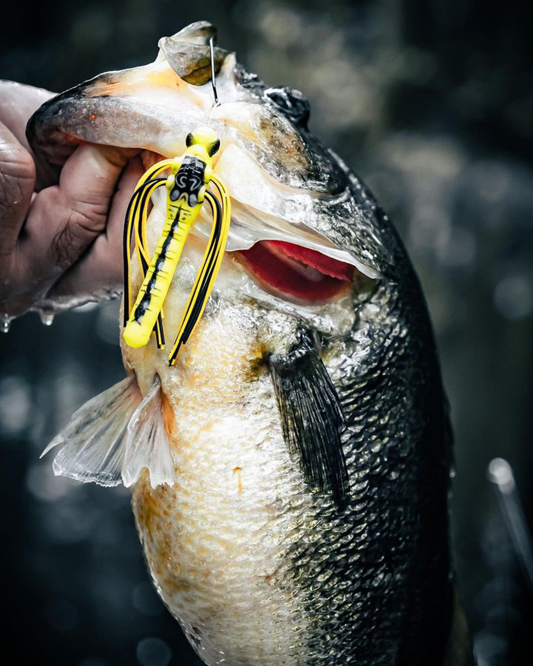 dragonfly fishing lures Gibson's Dragon Fly Sz. 6 is built to bring fish up out of the weeds and onto your line 5 Pack Dragonfly Fishing Lures