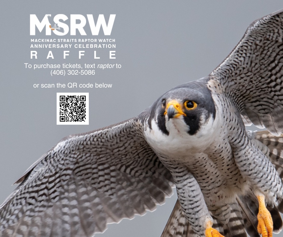 Mackinac Straits Raptor... - Mackinac Straits Raptor Watch | Facebook