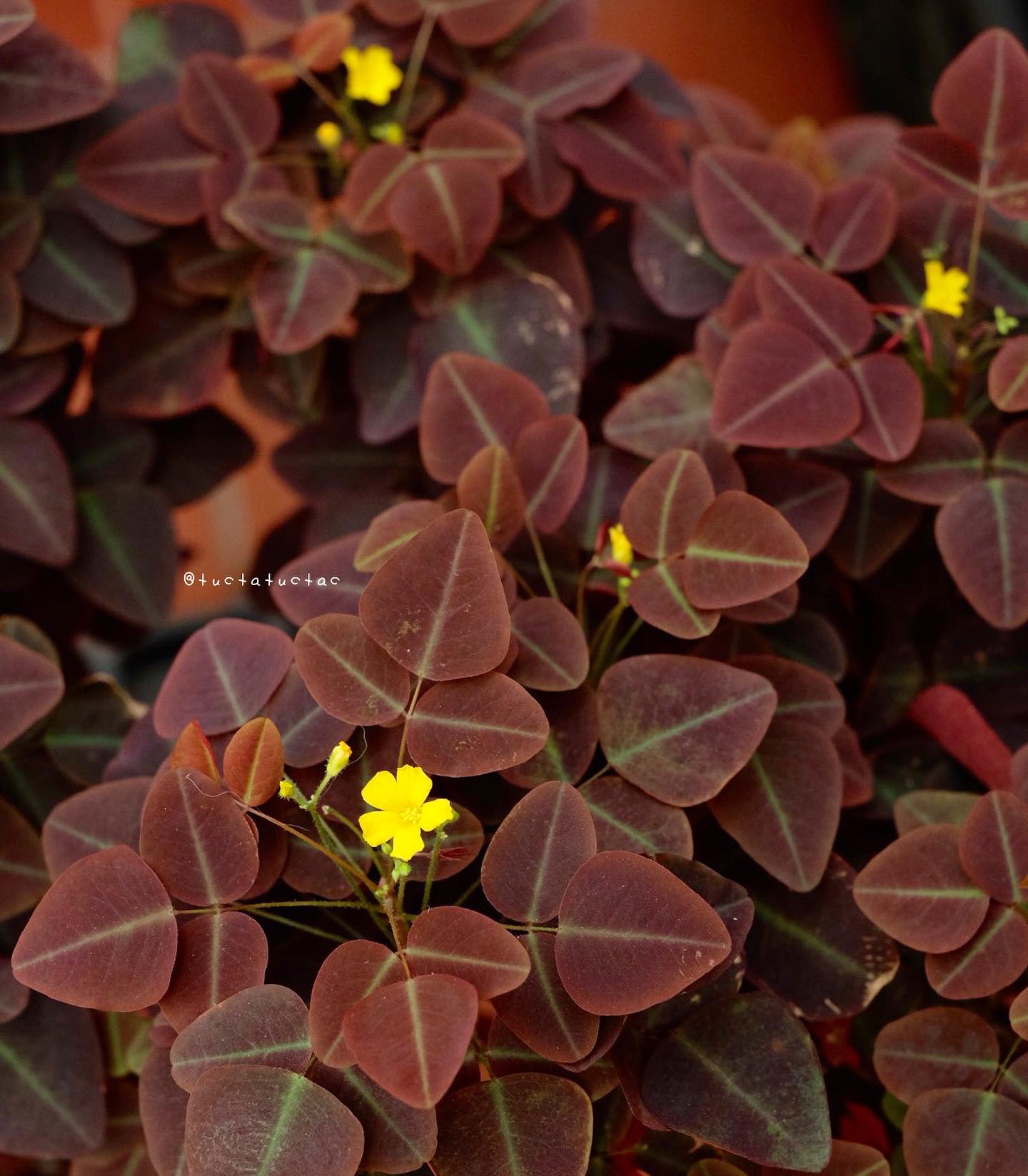 Túc ta túc tắc - Fire Fern 🌱 (Oxalis hedysaroides) Tụi... | Facebook