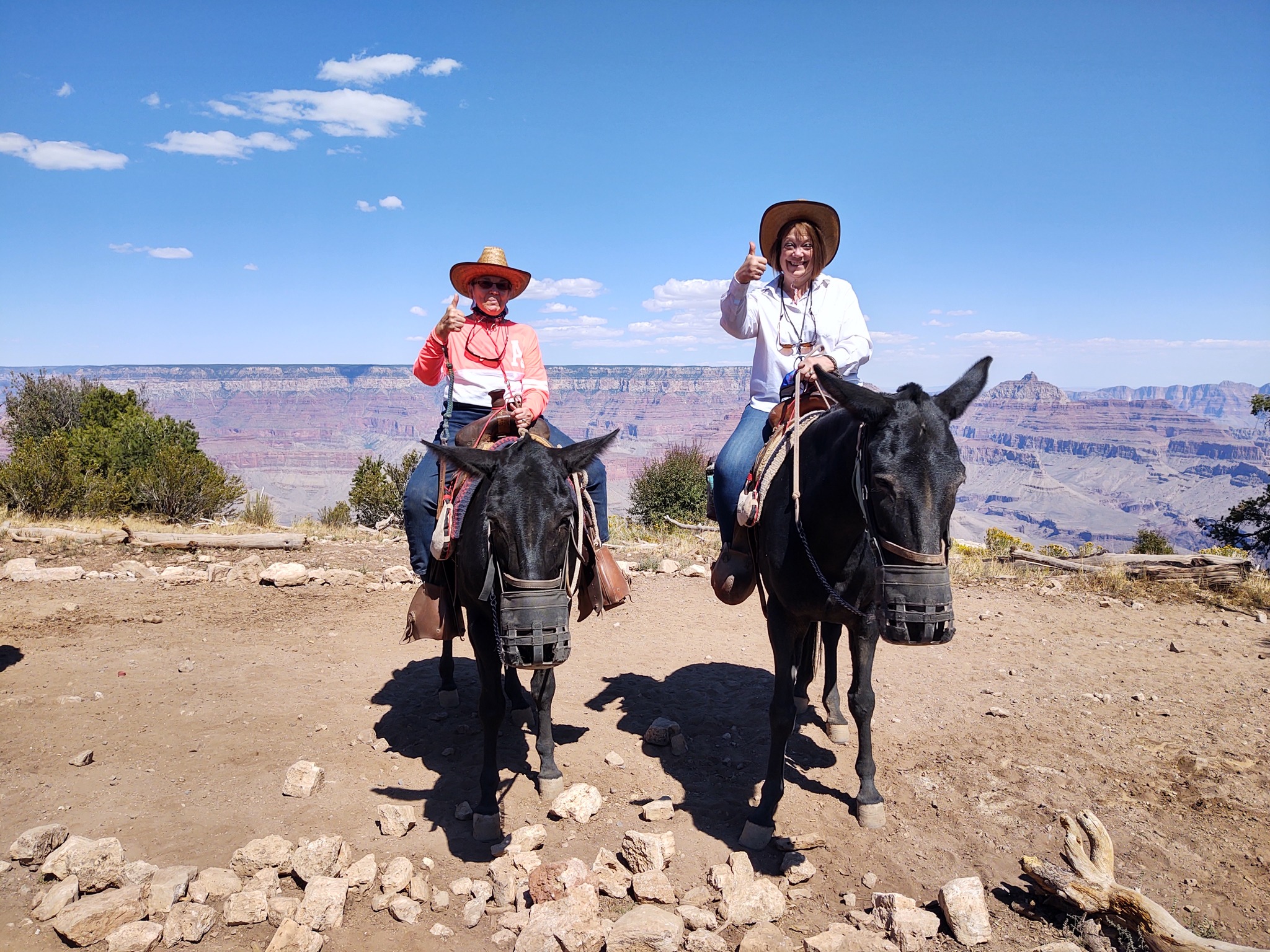 Mule train in the Grand Canyon, Arizona - have you tried this
